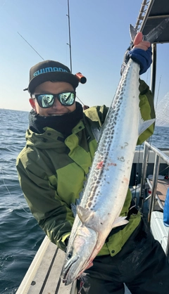 サワラの釣果