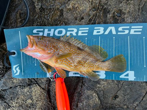 キジハタの釣果