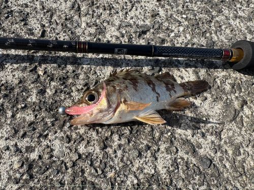 森漁港（愛媛）