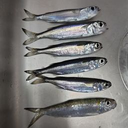 ヤクシマイワシ