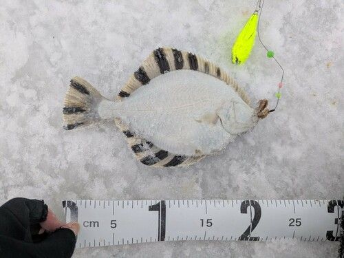 カワガレイの釣果