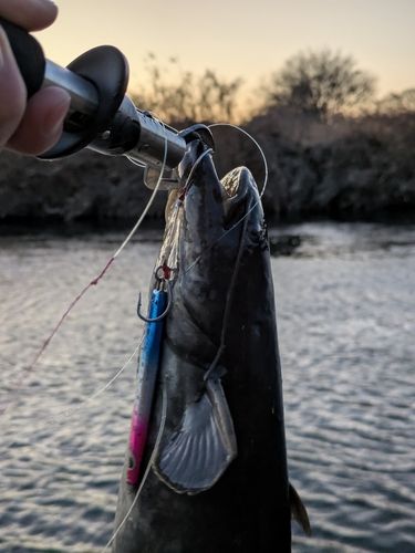 ニホンナマズの釣果