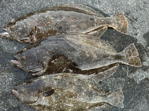 ヒラメの釣果