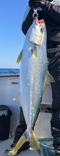 ヒラマサの釣果