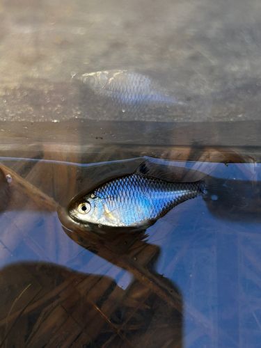 タイリクバラタナゴの釣果