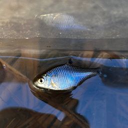 タイリクバラタナゴ