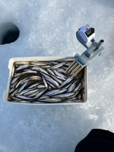 ワカサギの釣果