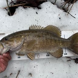 スモールマウスバス