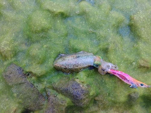 アオリイカの釣果