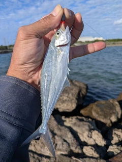 イケカツオの釣果