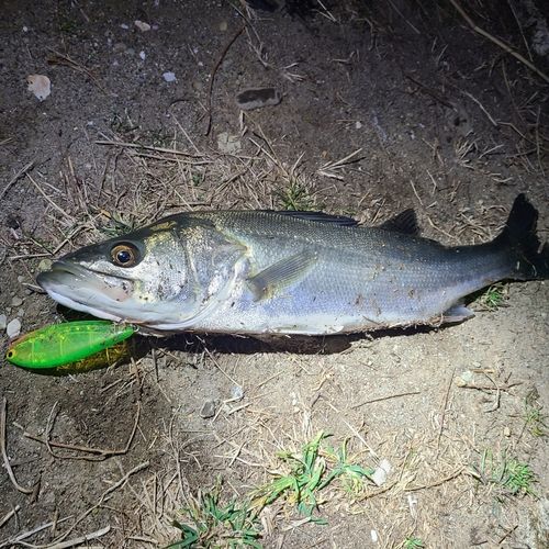 シーバスの釣果