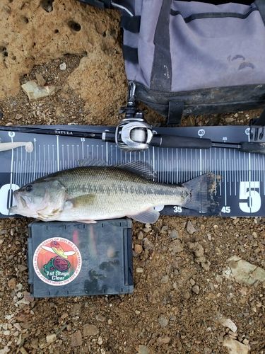 ブラックバスの釣果