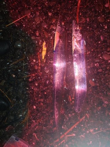 テンジクタチの釣果