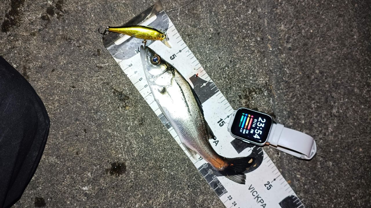 セイゴ（マルスズキ）