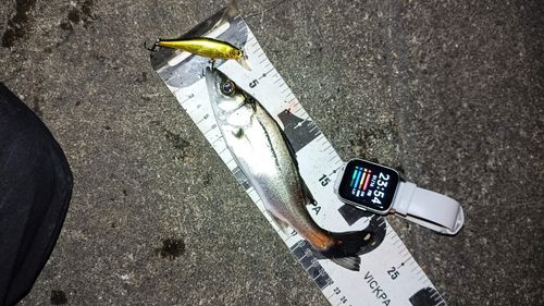 セイゴ（マルスズキ）の釣果