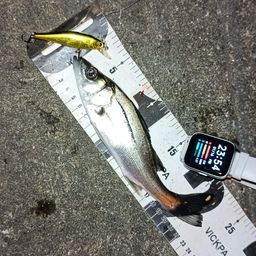 セイゴ（マルスズキ）