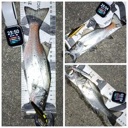 セイゴ（ヒラスズキ）