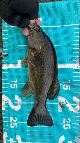 スモールマウスバスの釣果