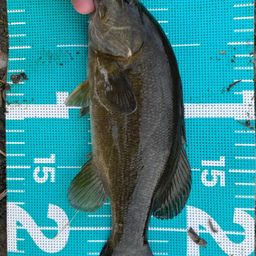 スモールマウスバス