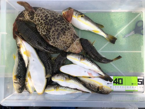 ショウサイフグの釣果