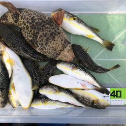 ショウサイフグ