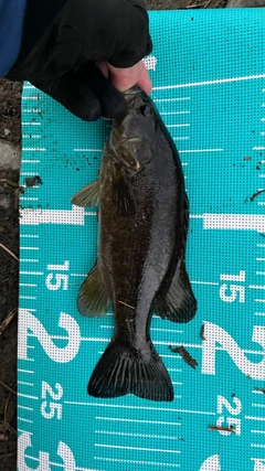 スモールマウスバスの釣果