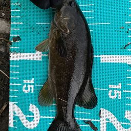 スモールマウスバス