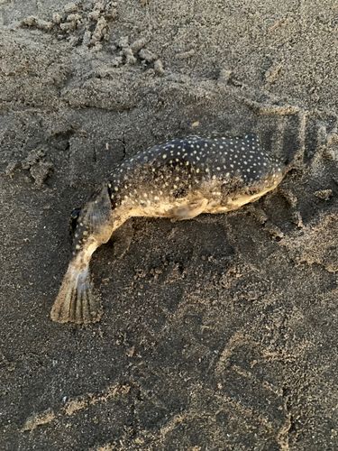 クサフグの釣果