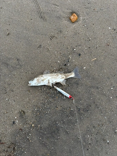 セイゴ（マルスズキ）の釣果