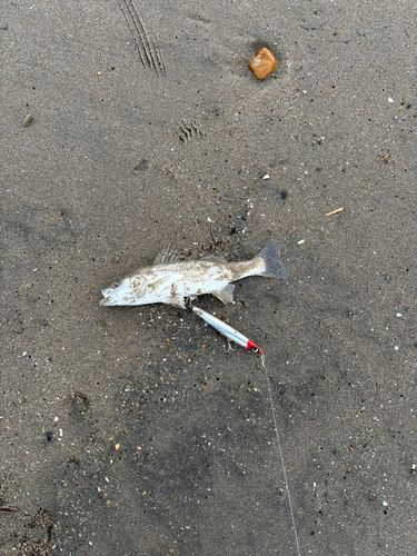 セイゴ（マルスズキ）の釣果