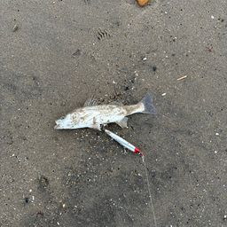 セイゴ（マルスズキ）