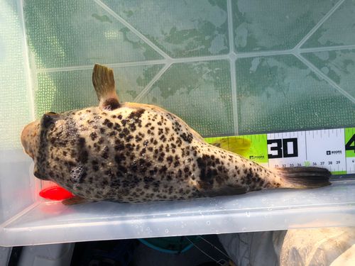 ヒガンフグの釣果