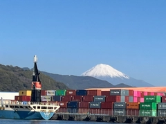 コウイカの釣果
