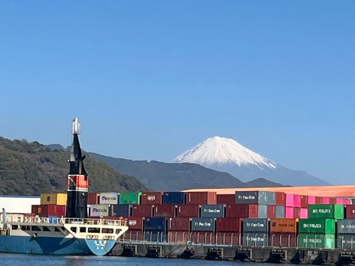 コウイカの釣果