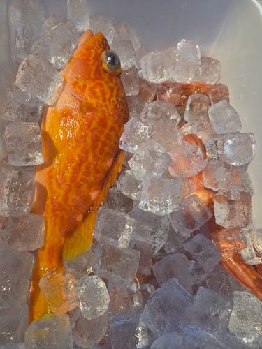 アヤメカサゴの釣果