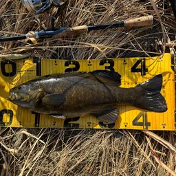 スモールマウスバス