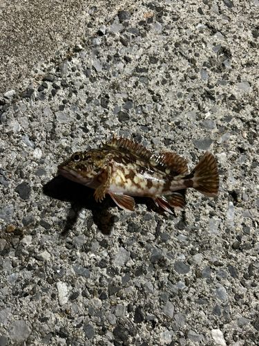 本牧海づり施設