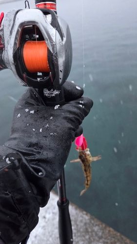 アナハゼの釣果