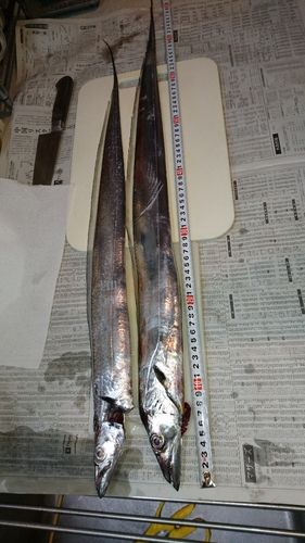 タチウオの釣果