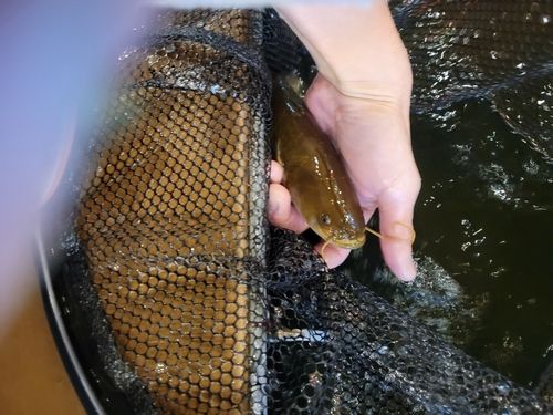 チョウザメの釣果