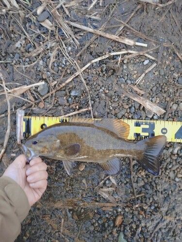 スモールマウスバスの釣果