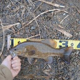 スモールマウスバス