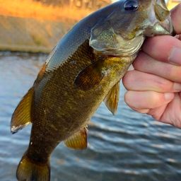 スモールマウスバス