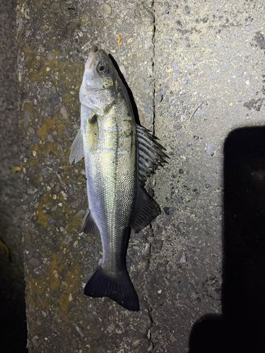 セイゴ（マルスズキ）の釣果