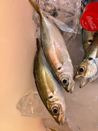マアジの釣果