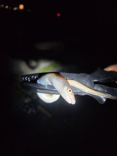 セントレア常滑港前島