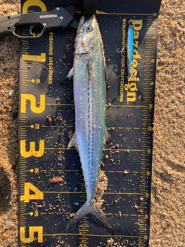 天神川河口（鳥取）