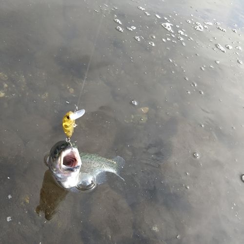ニジマスの釣果