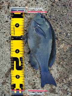 メジナの釣果