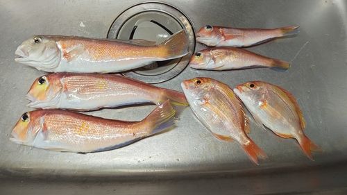 シロアマダイの釣果